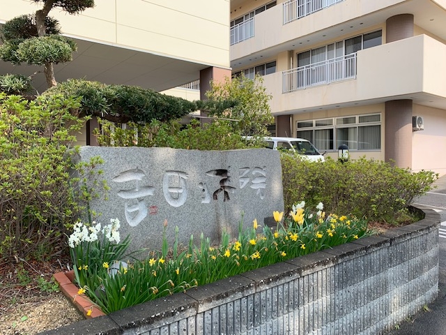 吉田病院の花壇にも春のおとずれ🌷
